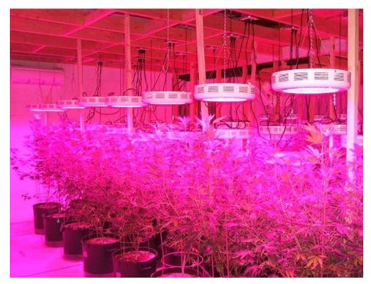 A-better-alternative-for-indoor-plant-growing (1) A-better-alternative-for-indoor-plant-growing (1)